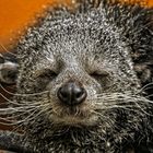 binturong