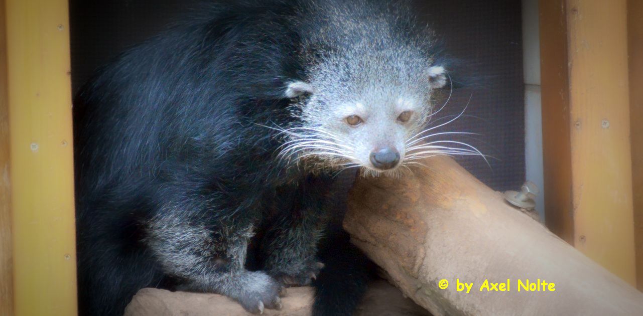 Binturong