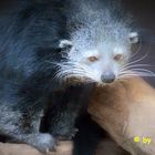 Binturong