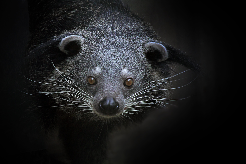 Binturong