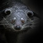 Binturong