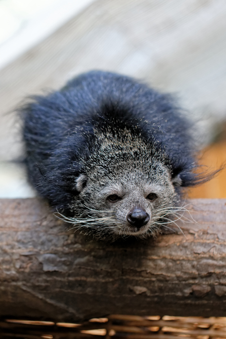 Binturong