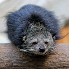 Binturong