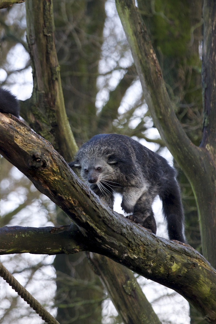 Binturong