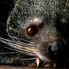 Binturong