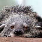 Binturong