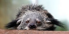 Binturong