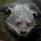 Binturong