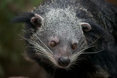 Binturong