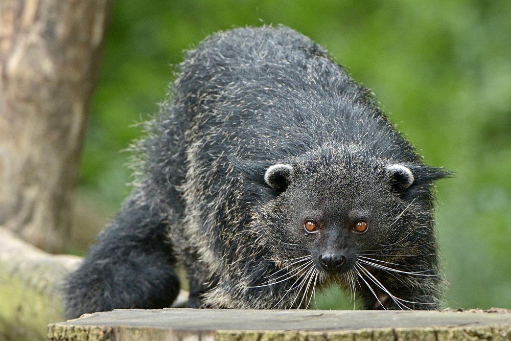 Binturong