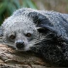 Binturong