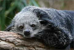 Binturong