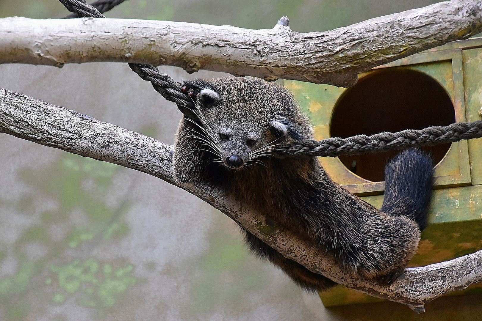 Binturong (Arctictis binturong)