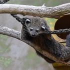 Binturong (Arctictis binturong)