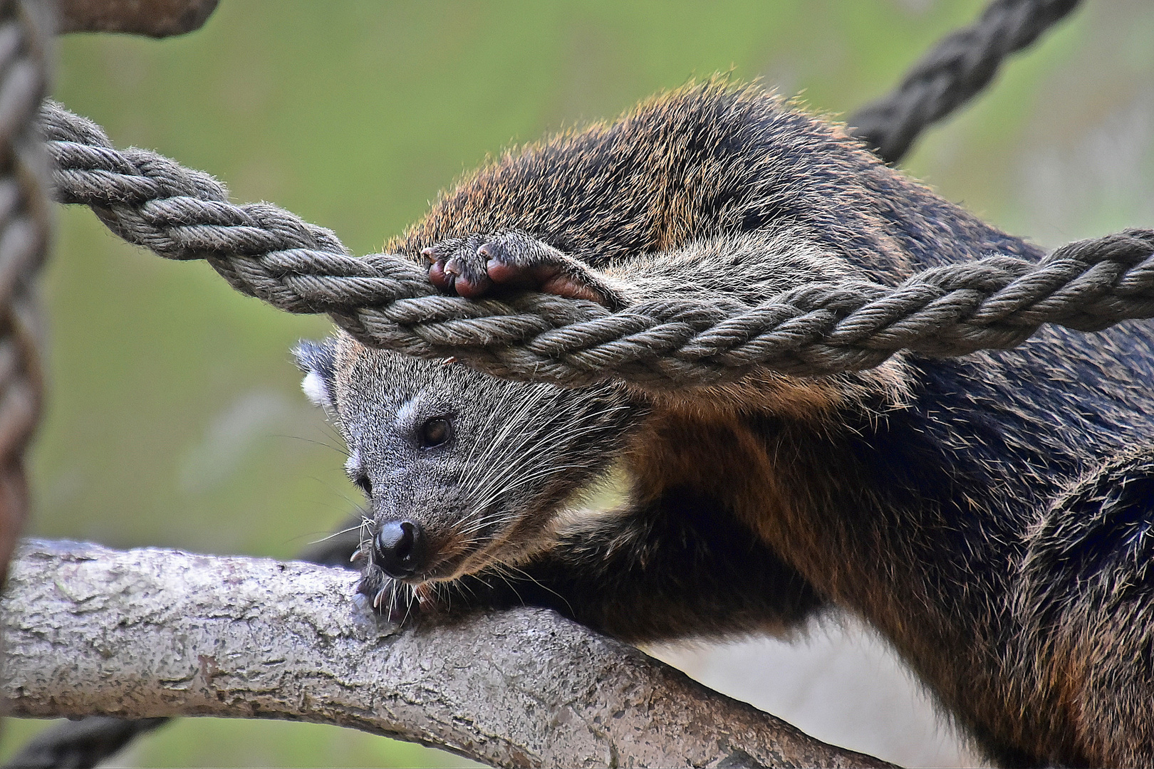 Binturong (Arctictis binturong)