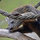 Binturong (Arctictis binturong)