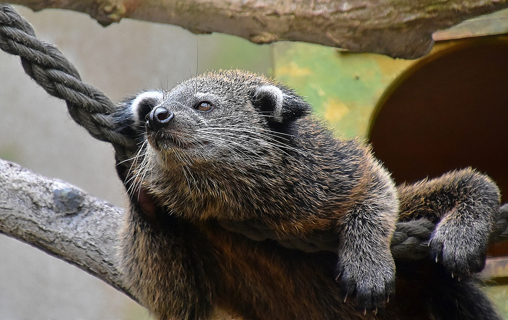 Binturong (Arctictis binturong)