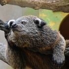 Binturong (Arctictis binturong)