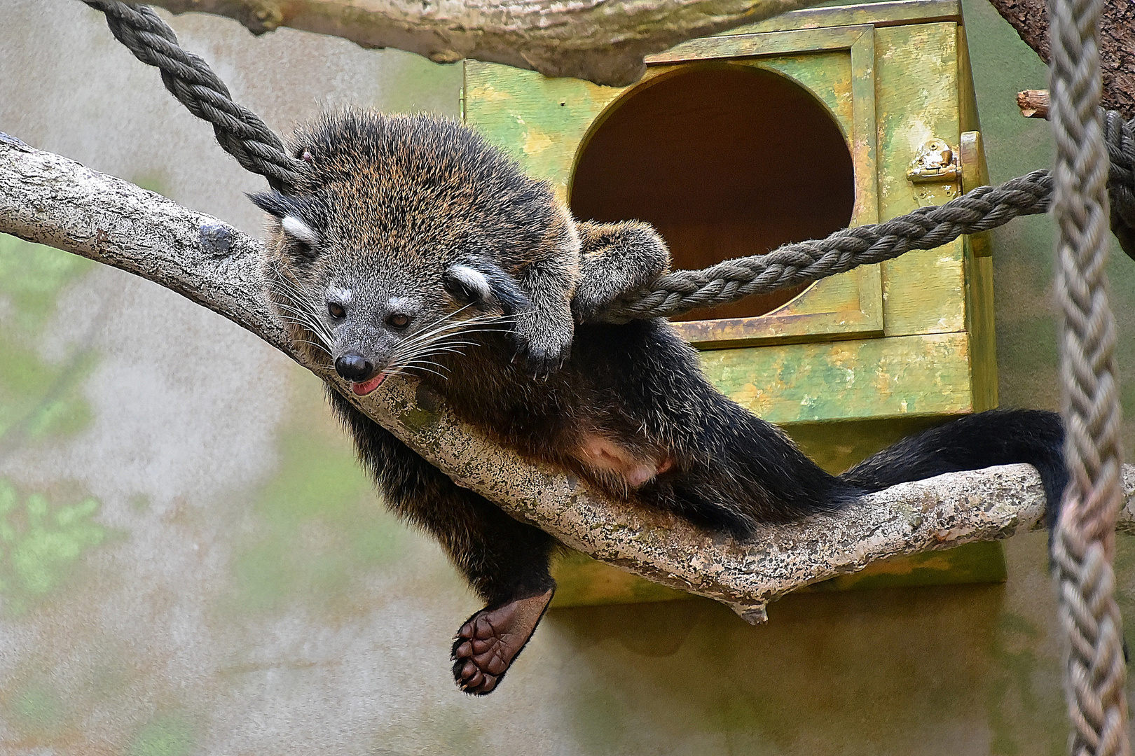 Binturong (Arctictis binturong)