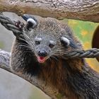 Binturong (Arctictis binturong)