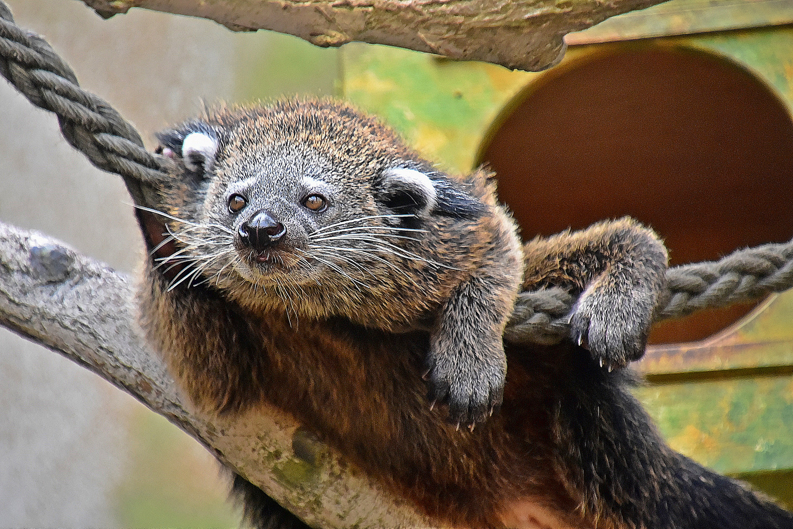 Binturong (Arctictis binturong)