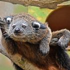 Binturong (Arctictis binturong)