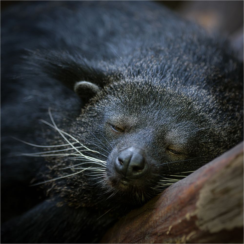 Binturong