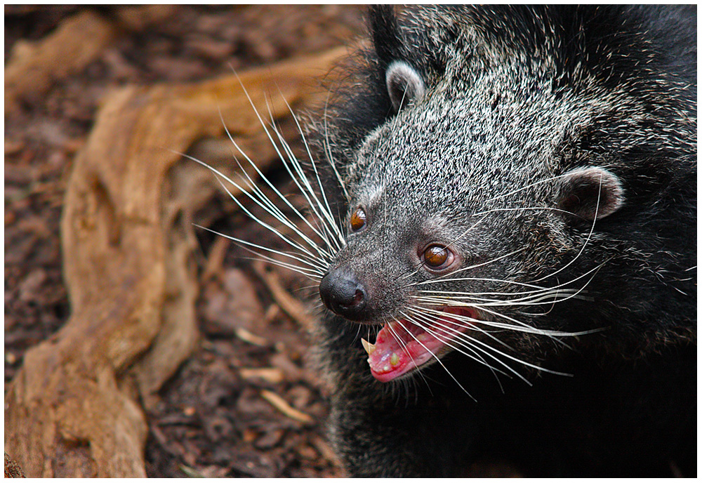 *Binturong*