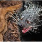 *Binturong*