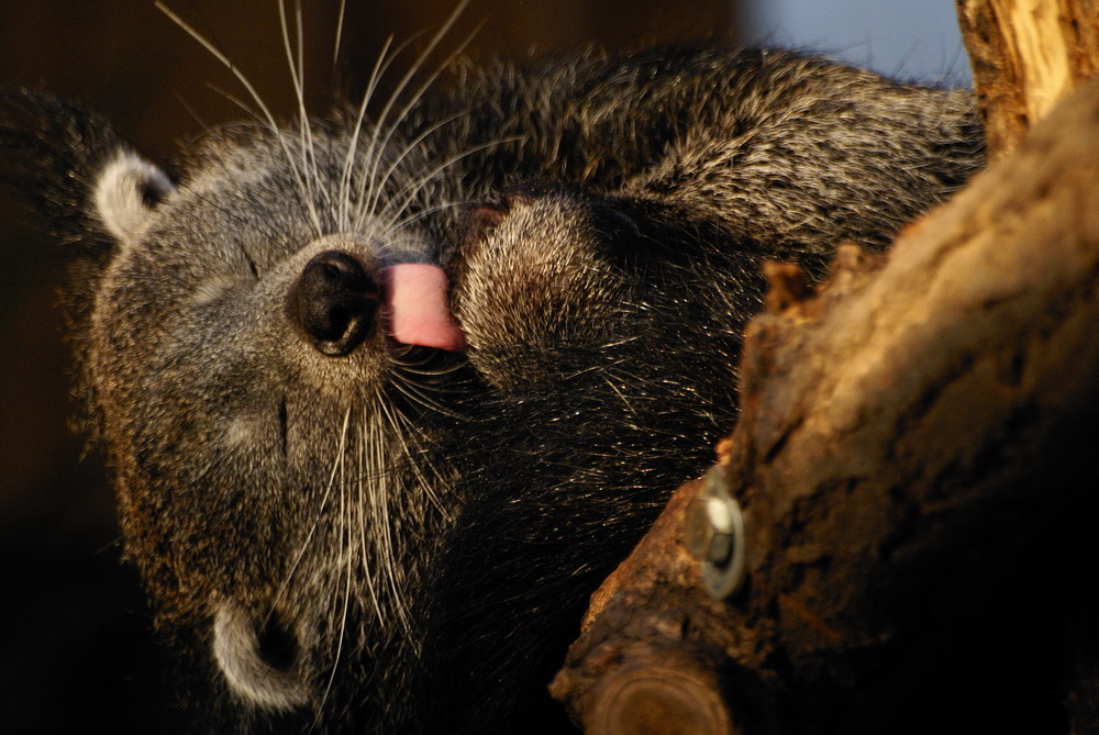 Binturong