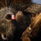 Binturong