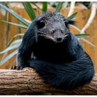 Binturong III