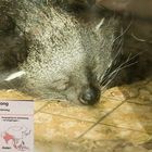 Binturong im Dortmunder Zoo