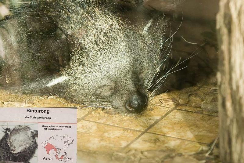 Binturong im Dortmunder Zoo