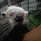 Binturong im Vivarium