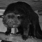 Binturong im Zoo Heidelberg