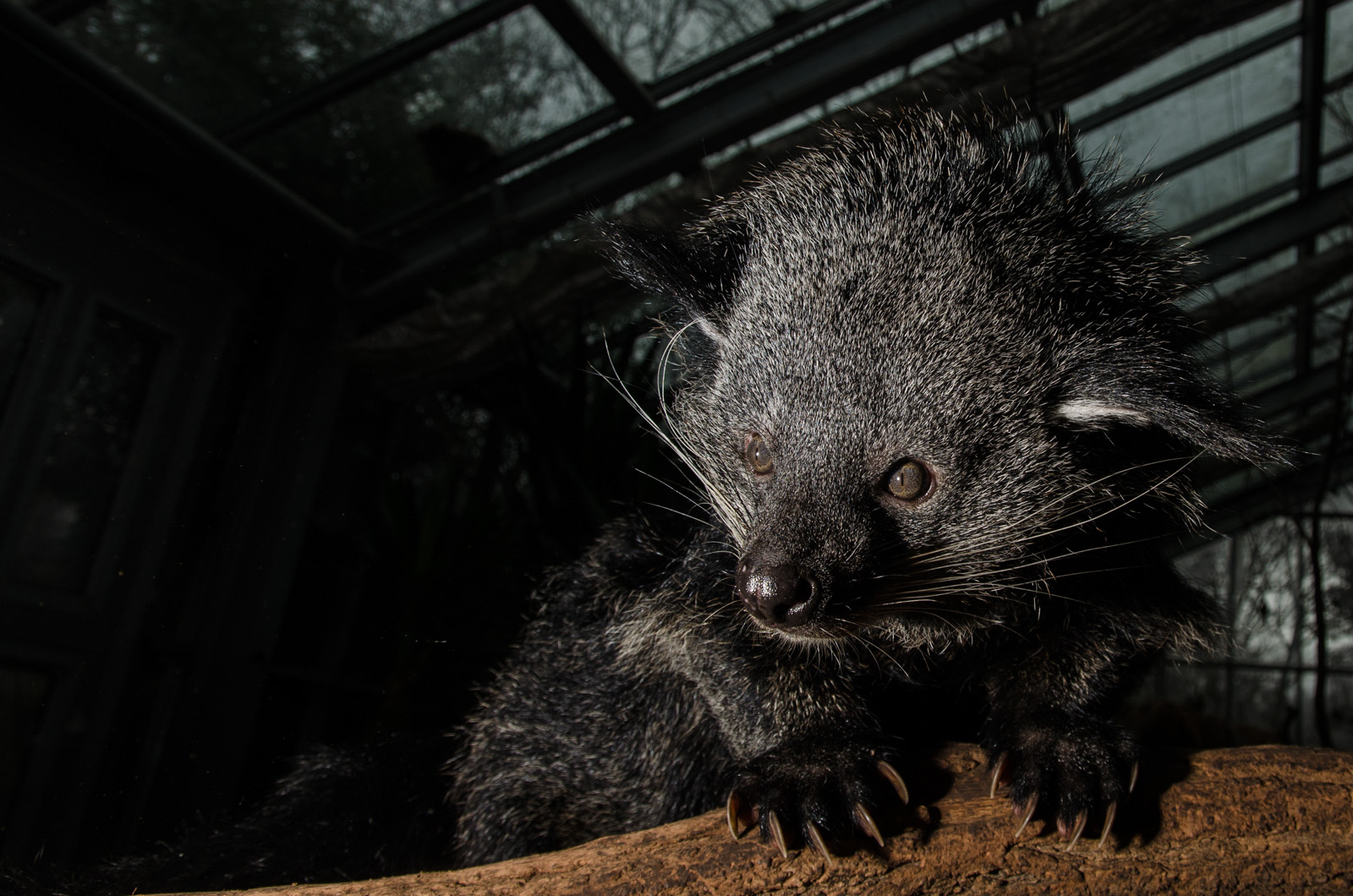 Binturong - Marderbär