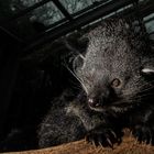 Binturong - Marderbär