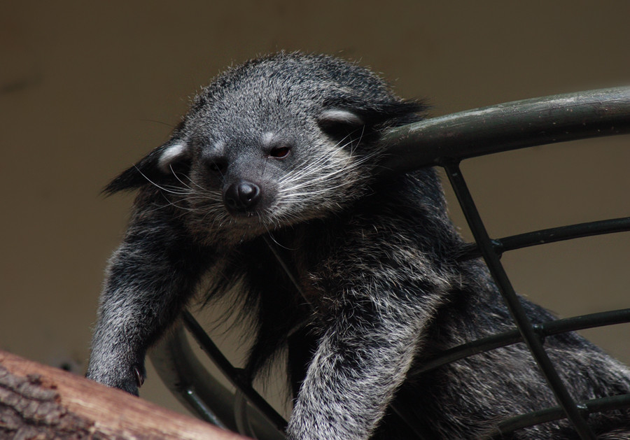 Binturong...Der Griesgrämige