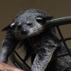 Binturong...Der Griesgrämige