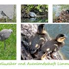 Binzerliweiher und seine Bewohner