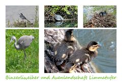 Binzerliweiher und seine Bewohner