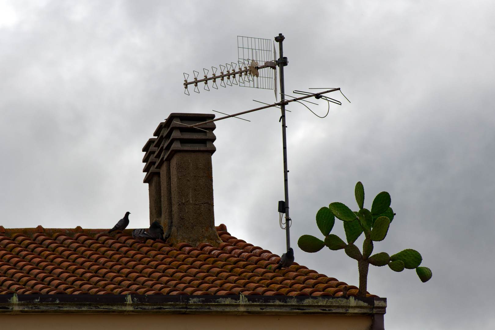 Bio-Antenne