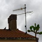 Bio-Antenne