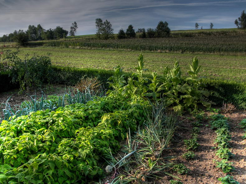 Bio-Garten