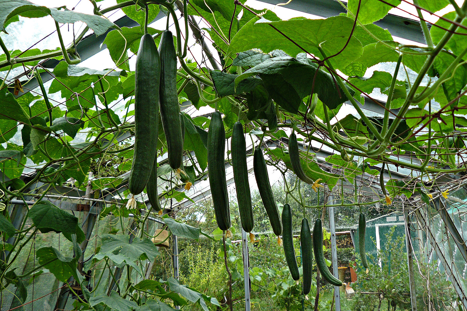 Bio-Gurken im Gewächshaus