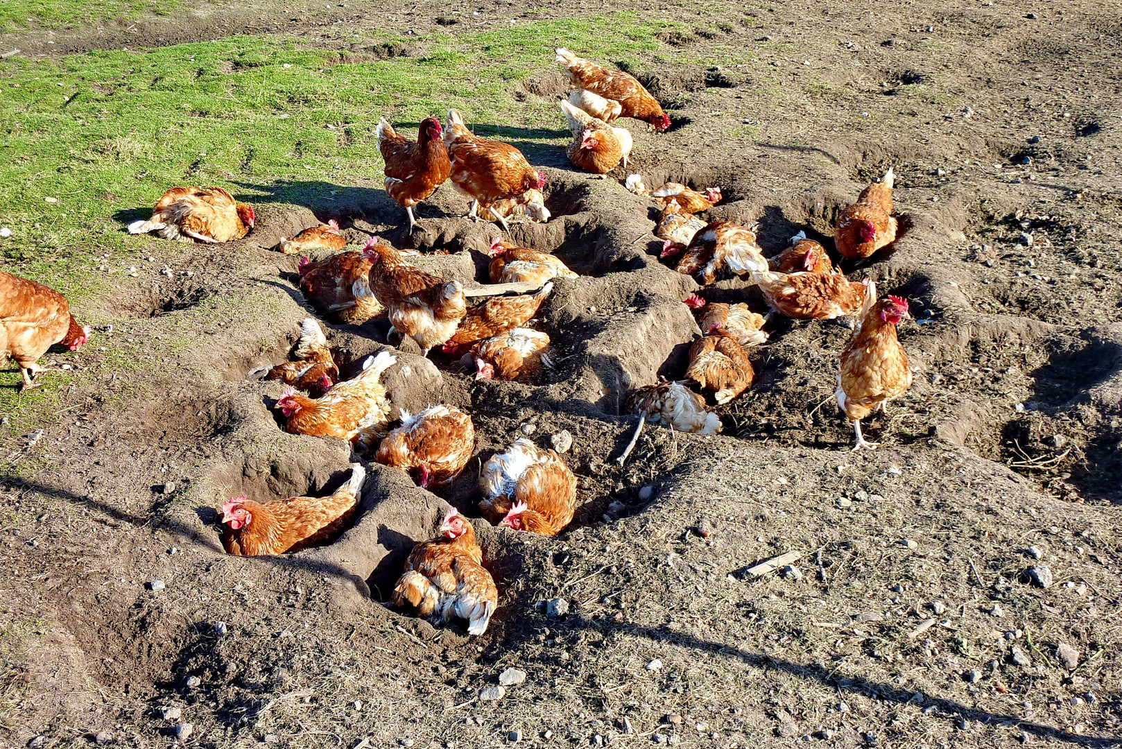 *** BIO - Hühner, beim Sonnenbad in der Sylter Sonne ***