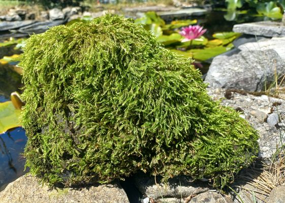 Bio-Label Wanderschuih - Der Schuh des Manitu