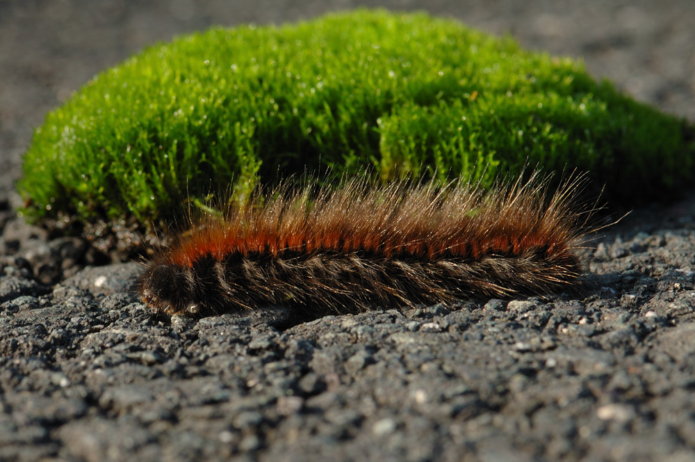 BioLaster Foto & Bild tiere, wildlife, insekten Bilder auf