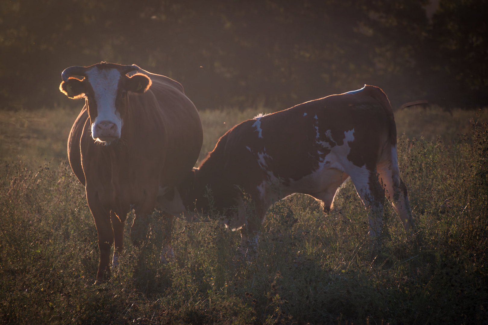 Bio-Milk to go